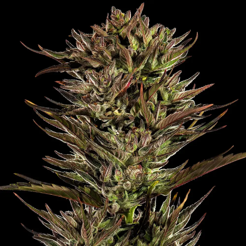 Barney´s Farm - Thin Mint x Sour Pinot Auto