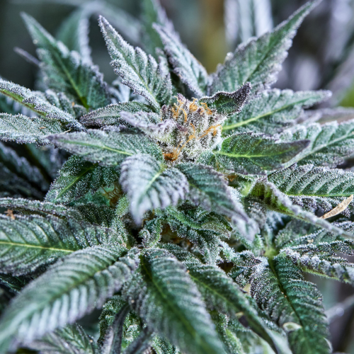 Purple City Genetics - Berry Bonds Auto