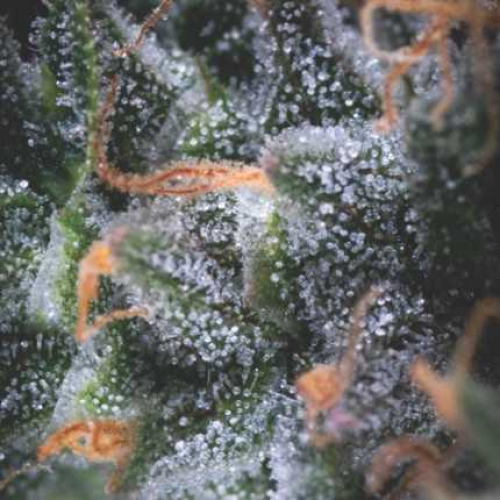 Pyramid Seeds - Auto Black Cherry Punch