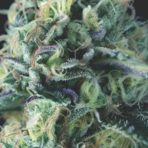 Pyramid Seeds - Auto Cookies USA