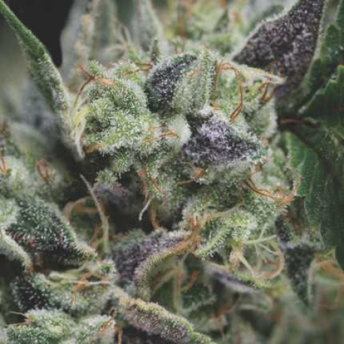 Pyramid Seeds - Auto Gorila