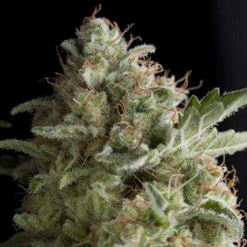 Pyramid Seeds - American Pie