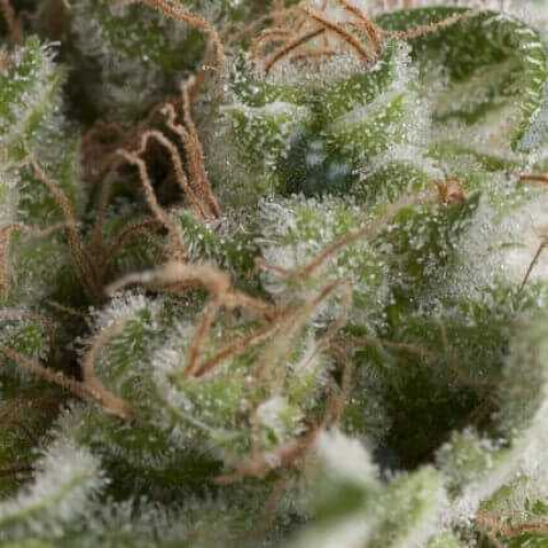 Pyramid Seeds - Auto American Pie