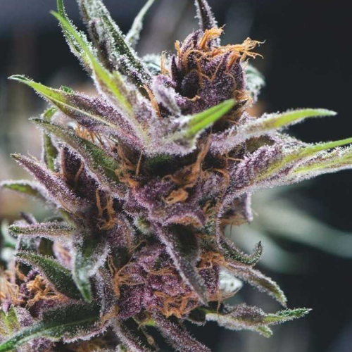 Pyramid Seeds - Black Cherry Punch