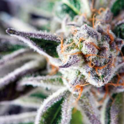 Pyramid Seeds - Do-Si-Dos