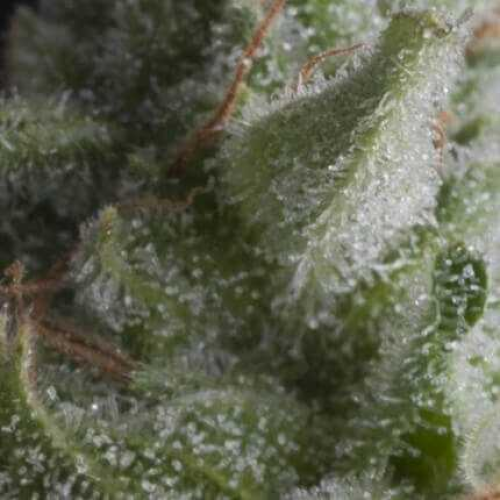 Pyramid Seeds - Auto Shark