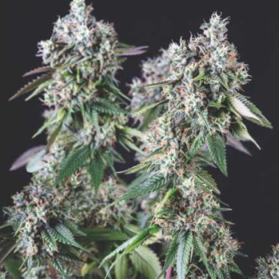Pyramid Seeds - Mendocino Purple Kush