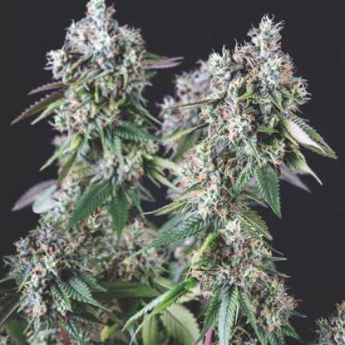 Pyramid Seeds - Mendocino Purple Kush