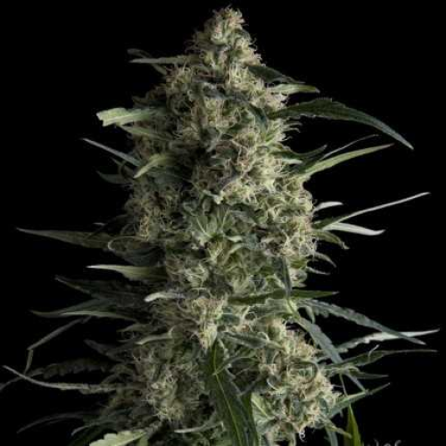 Pyramid Seeds - Galaxy CBD