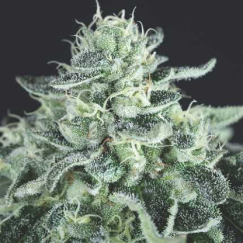 Pyramid Seeds - Gelato