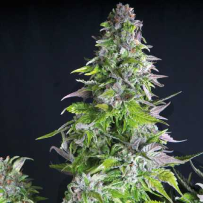 Pyramid Seeds - Romulan