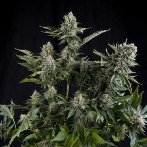 Pyramid Seeds - White Widow