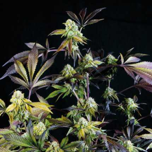 Pyramid Seeds - Sunset Sherbet