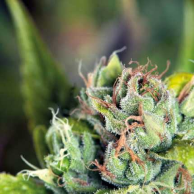 Pyramid Seeds - Tahoe Cure