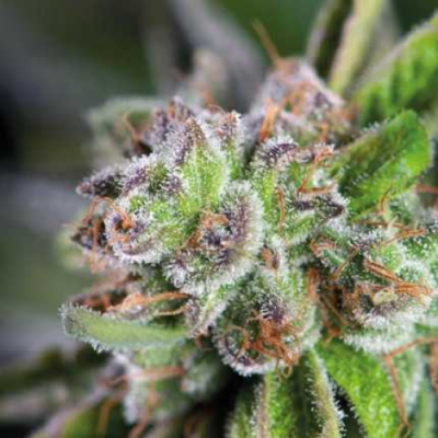 Pyramid Seeds - Watermelon Zkittlez