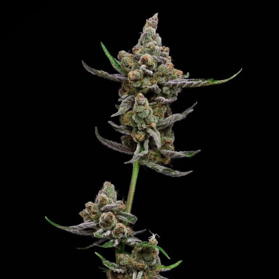 Green Bodhi - Sail Haten