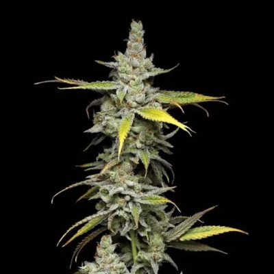 Green Bodhi - Super Blue Haze