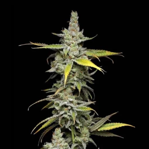 Green Bodhi - Super Blue Haze