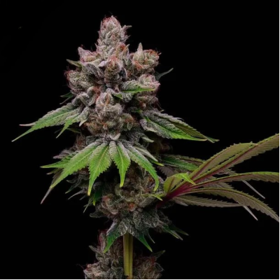 Green Bodhi - Golden Haze