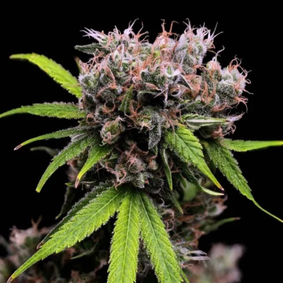 Green Bodhi - Golden Pineapple S1