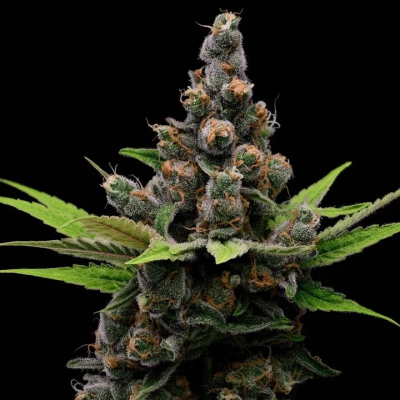 Green Bodhi - Guava Slushy