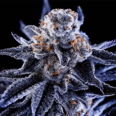 Green Bodhi - Hazy Girl