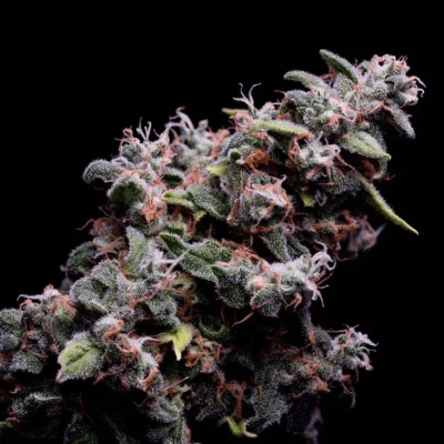 Green Bodhi - Hazy Kush S1