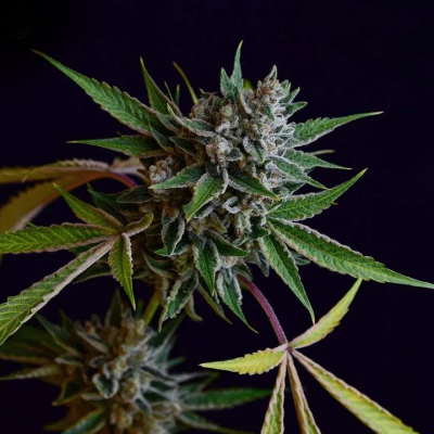 Green Bodhi - Sour Affie regular