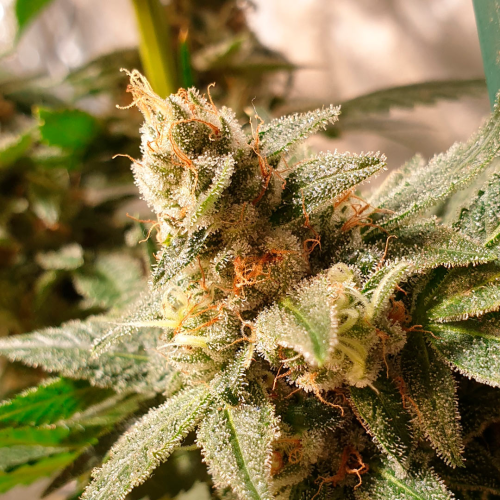 R-Kiem Seeds - Gala CBD