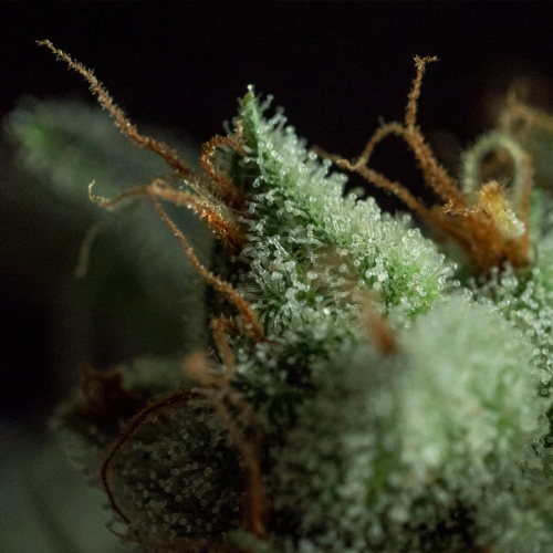 R-Kiem Seeds - G.O.S regular