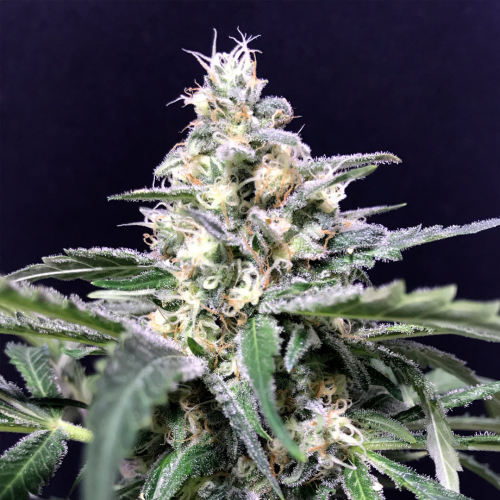 R-Kiem Seeds - Amazon Haze Auto