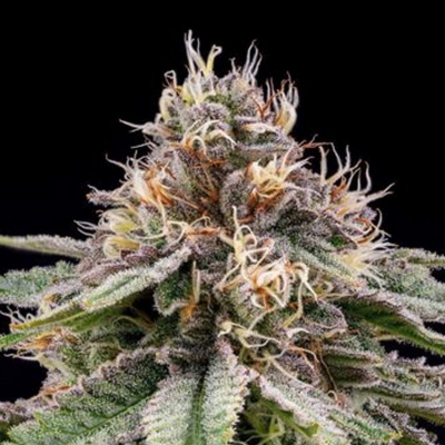 R-Kiem Seeds - Banana Dessert