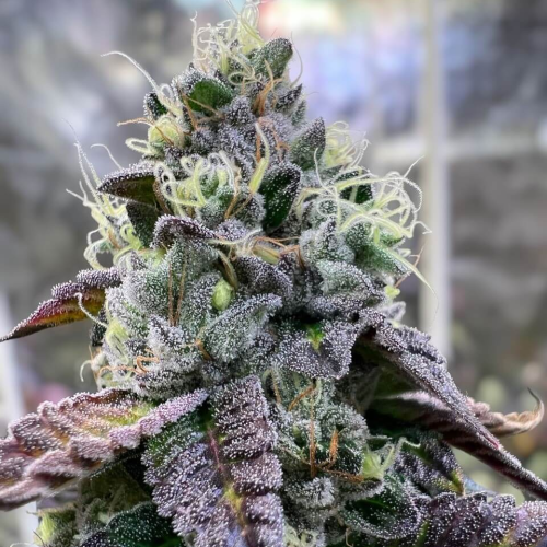 R-Kiem Seeds - Bananukis