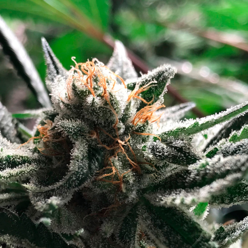 R-Kiem Seeds - Condor Auto