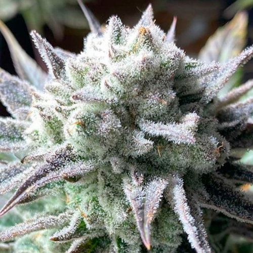 R-Kiem Seeds - Suguz regular