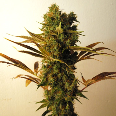 Resin Seeds - Hammershark