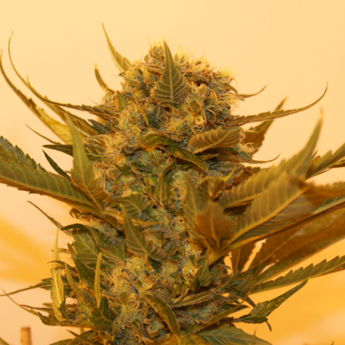 Resin Seeds - Sour P