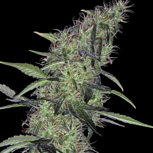 Positronics - Cum Laude