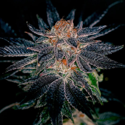 Positronics - Gelato #47