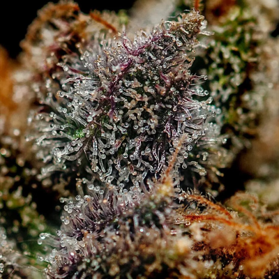 Positronics - Chizpa