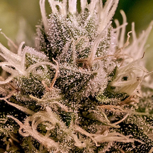 Positronics - Jack Diesel Auto