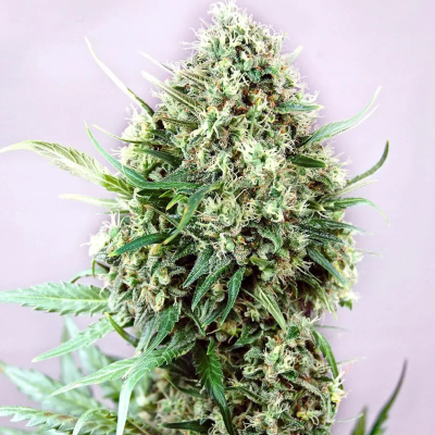 Positronics - Jack Diesel