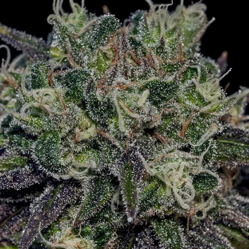 Positronics - Black Widow