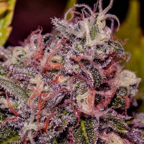 Positronics - Caramelice