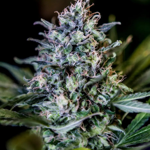 Positronics - CBD+ 1:20