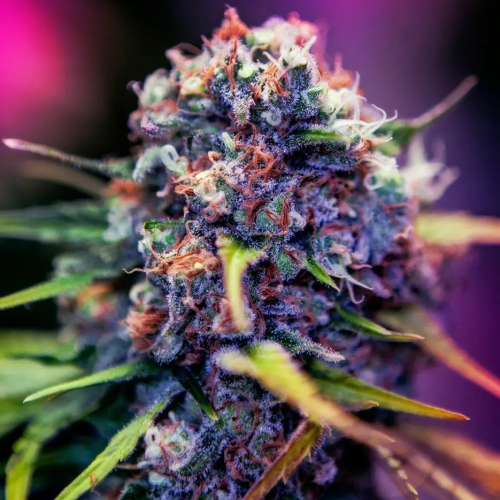 Positronics - CBD+ Black Widow