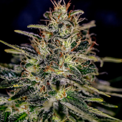 Positronics - Lemon Trip