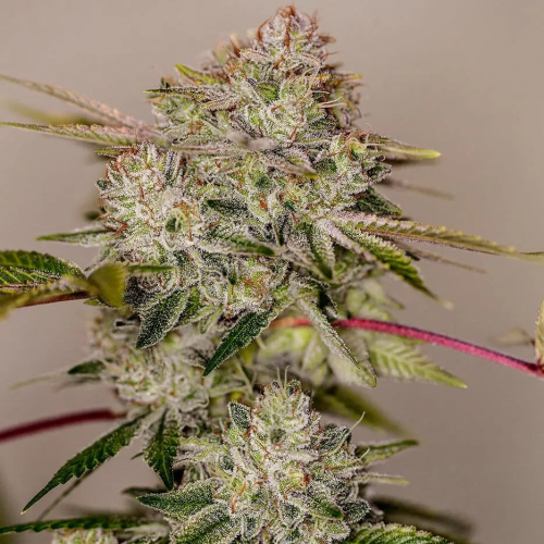 Positronics - Sticky Dream