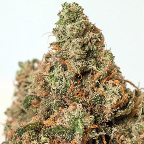 Positronics - Supercheese