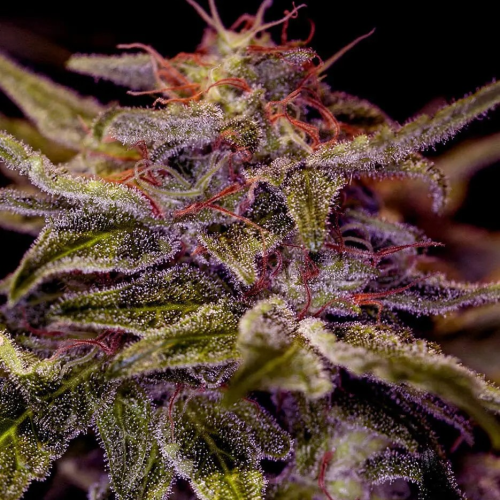 Positronics - Z Valley